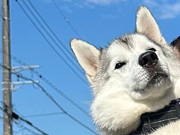 なぜか玄関前の階段を降りられないハスキー犬。28kgもの大きな体で、毎日飼い主に抱っこされる姿がかわいすぎると話題に！