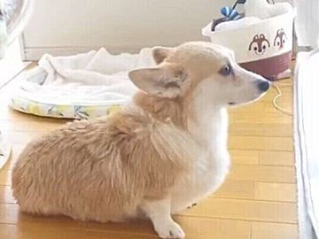 ドライヤーが苦手なコーギー。遠く離れた場所で座り、風を受ける姿がかわいすぎる！「女王様だ」「かわいい」の声