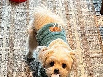 着替え中にハプニング発生。チワマルが咥えて離さないあるものとは!?やんちゃないたずらに10.2万件のいいね