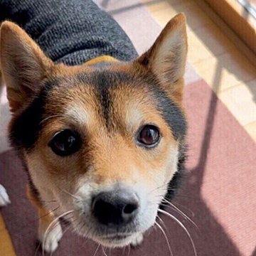 犬のリンパ腫とは 症状や治療について いぬのきもちweb Magazine
