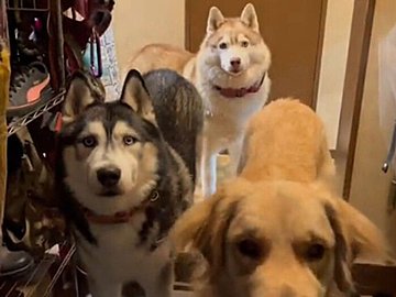 ゴミ捨てからもどって玄関を開けるとワンちゃんたちがお出迎え！しかし3頭が本当に待っていたのは違う人!?