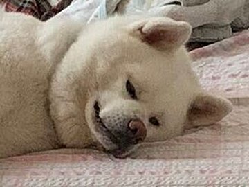 ベッドで眠る秋田犬…あるいは「イヌ科の人」!?行儀よすぎる姿に7.3万件のいいね集まる