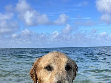 「同じ水の中なのに」海とお風呂は別ものなゴールデンレトリバー。表情の差に6.8万人が思わずクスッ
