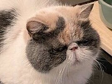 IHクッキングヒーターの上が大好きなにゃんこ。くつろぐ姿を見守りながら「カレー温めたいんですけど」と投稿する飼い主に、「飼い主の心が温められている」の声