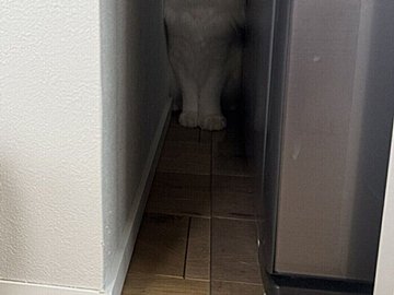 扉の奥でショックな表情を浮かべる猫に2万いいね。「ごめん」哀愁ただよう姿に飼い主さんも思わず謝罪