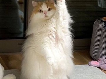 手を上に挙げ何かを訴えかけているスコティッシュフォールド。愛猫に起きたプチハプニングに4万件のいいね