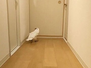 お兄ちゃんにベッタリなオウム！「はやく出てこないかな～」声が聞こえそうなほど待ち遠しい出待ちに1.3万人が「いいね」する