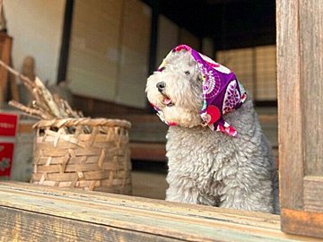 木造住宅にたたずむモフモフのトイ・プードルから「麦茶のむかい？」懐かしい声が聞こえてきそう