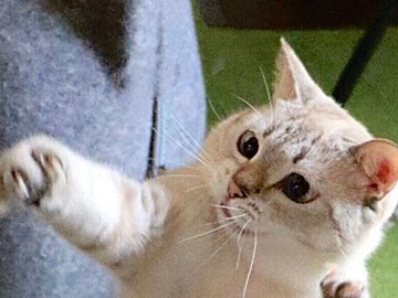 自在に伸びたり縮んだりするかわいすぎるネコが話題に！人のみならず5匹の先輩猫たちもメロメロにする魅力に迫る！