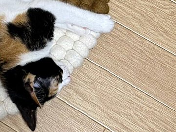 寝転がる三毛猫が、チェアパッドに同化!?まるで忍者のような姿に5.9万件のいいねと「ニャン法隠れ身の術」の声