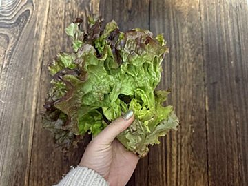 今まで捨てていた…しなしなのサニーレタスを一発でシャキッとさせる方法