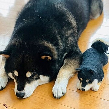 シンクロ姿が可愛すぎ 親子に見える柴犬たち よく見ると何かがおかしい いぬのきもちweb Magazine シンクロ姿が可愛すぎ 親子に見える柴犬たち よく見ると何かがおかしい いぬのきもちweb Magazine