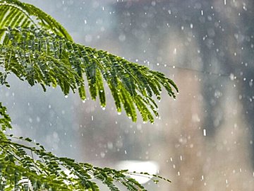 「梅雨入り」って誰がどうやって決めるの？梅雨になっても雨が降らないことがある!?気象予報士が解説