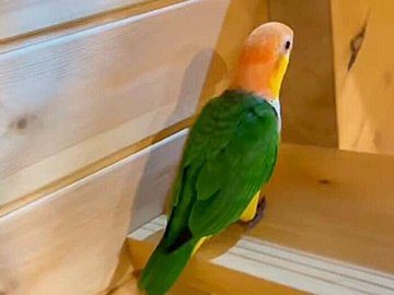 階段を上るのに、「羽を忘れたインコ」が話題に！一段一段、健気に上る姿に、2.2万いいねと「無限に見ていられる」の声