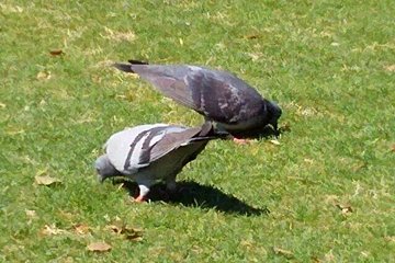 【デッデー・ポッポー】よく聞くハトの鳴き声にはじつはちゃんと意味があった!?