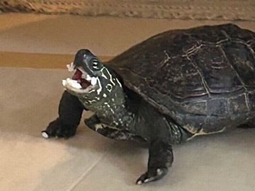 大好きなお米を食べて「うまーい」と喜ぶクサガメが可愛すぎると話題に！「癒される」の声集まる