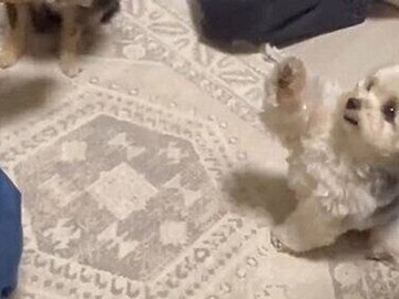 違う犬の「お手」につられる愛犬！おやつ欲しさに遠隔で前足を上げる姿に1.1万人の「いいね」が集まる