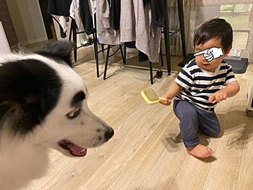 ブラッシングをやる気満々の1歳息子と不安そうなボーダーコリー。そのやり取りに「どっちも可愛い」の声