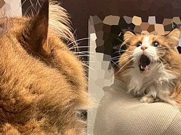 お風呂嫌いなノルウェージャンフォレストキャットが見せた悲痛な叫び。表情から伝わる心の声に「ガンバレ」