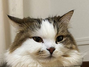 「ティラミス」「アイス」などスイーツ名続々!!透明の箱の中でまったりくつろぐ猫に、9.5万件のいいねと「かわいい」の声