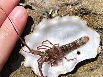 磯で子どものイセエビを発見。小さくても立派なヒゲのある姿に「かわいい！」と注目集まる
