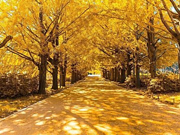 来年の運気を先取り！10月19日にやると金運があがることって⁉10月開運風水【Dr.コパの風水解説】