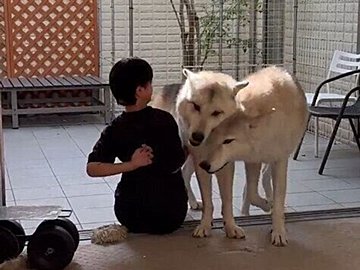 1.9万人が「いいね」した光景！なでてほしい2頭のウルフドッグからすり寄られる四女に「羨ましい」の声