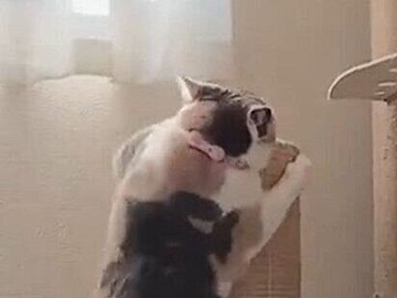 「バタバタしていてかわいい」高いところによじ登るネコちゃんの“どんくささ”がかわいさの塊だった