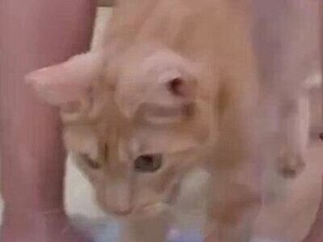 雑巾掛けの先生はかわいい猫ちゃん「掃除が楽しくなりそう」「これが正しい猫の手を借りる」と4万いいね