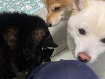 優秀な鑑識たちによる入念なチェック！猫カフェから帰宅した飼い主に対する柴犬の反応に「浮気の疑いがかけられている？」