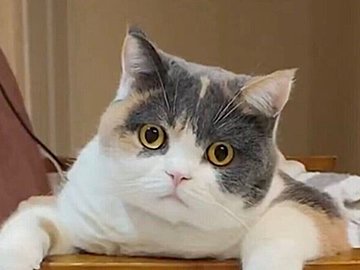 「座っただけなのに、ハマって抜けません」椅子から抜け出せない猫に2.7万件のいいね！オロオロと慌てふためく姿がかわいすぎると話題に