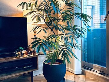 【観葉植物】もう枯らさない！最適な選び方で部屋の魅力を底上げしよう！