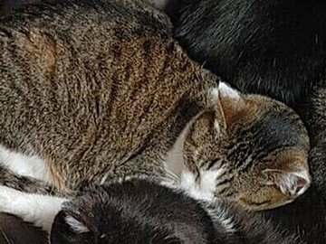 どこを見ても幸せが詰まっているイス。4匹の猫ちゃんたちが集合して「座るところが1mmもない」