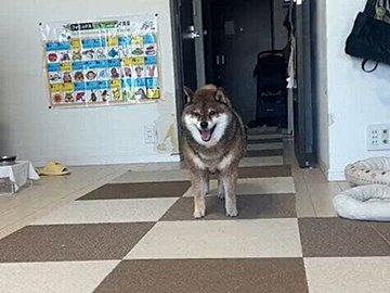 散歩に行きたい愛犬から「求愛ダンスみたい」な誘いを受けた飼い主さん！「またやってる」動きが個性的でクセになる