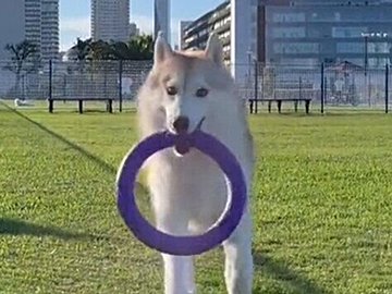 「シベリアンハスキーにはねられました」と訴えた飼い主さん。リアルな証拠映像に1.1万件のいいね