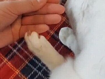 「なんでそうなるの」5.8万人を癒やしたのは、飼い主さんとの連携プレーが見事なネコちゃんの“カイカイ”