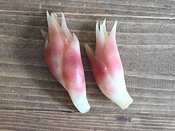 薬味が食べたくなる季節♪微妙に残った薬味をおいしく食べ切るおすすめレシピ3選