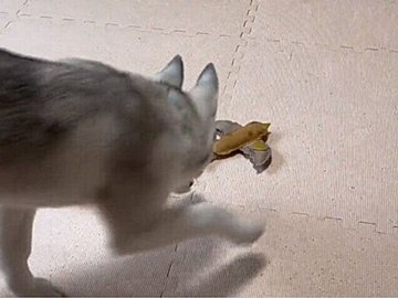 新しいおもちゃをひとりじめするハスキーの子犬！扉から「不穏な気配」を感じて動揺する姿がクスッと笑える