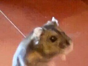 ごはんが楽しみなハムスター「ついに歩き出した!?」まるでアニメキャラクターな陽気な姿がかわいすぎる