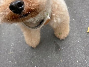 散歩中、草むらに入ったトイプードルにハプニング発生!?飼い主も思わず笑っちゃうかわいすぎる姿に6.2万人がほっこり