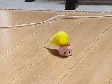 「お掃除ロボットみたい」でかわいい！ ノリノリでピンクのフエキ糊ケースを乗りこなすインコに癒される