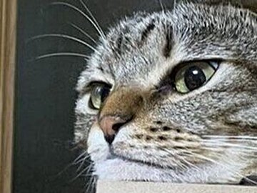 キャットタワーでくつろぐ猫ちゃんの首が伸びて見える。妖怪？溶けている？不思議な姿に6.2万いいね