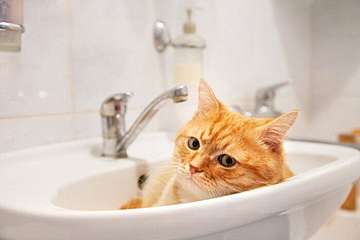 気づいてあげて 猫が飼い主さんに見せる 寂しいよ のサイン4つ ねこのきもちweb Magazine