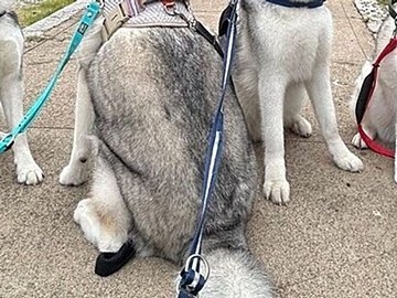 「1人反抗期がいます」4匹のハスキーの集合写真に、「かわいい」「笑いました」の声と4.6万件のいいね