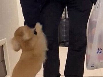 ドアの前でしっぽをフリフリする愛犬　出張から帰宅したパパを全力で出迎える姿に「愛を感じる」