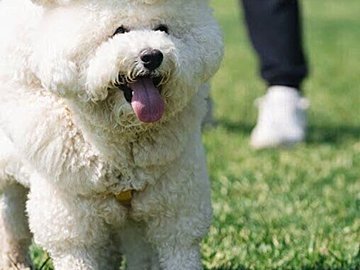 「いくらなんでもかわいすぎる」と話題になった、くっつきたがりのビションフリーゼ！ふわふわモコモコわんこ×2匹に1.1万人が悶絶