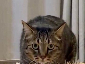 飼い主をガン見しながら、クッションをふみふみして迫ってくる猫！かわいすぎる姿に9.3万件のいいねと「こんなお掃除ロボット開発してほしい」の声