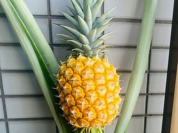 ベランダで自家栽培！4年半諦めずに育てあげたパイナップルに「愛おしいですね」「尊敬します」の声