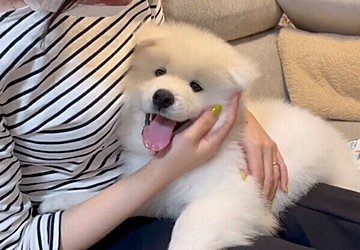 獣医師監修 犬が食べてはいけないもの一覧 理由や注意点とともに解説 いぬのきもちweb Magazine