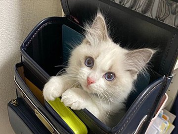 息子のランドセルを使っての成長記録が素敵すぎる！ラグドールの溢れるモフモフに「可愛い」の声